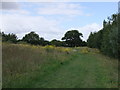 Meadow within Great Notley Country Park