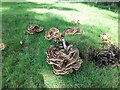 Fungi by the path