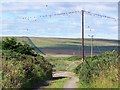 ND1463 : Birds on the wire, South Weydale by David Martin