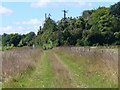 Grassland Above Leckford Hutt