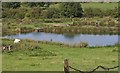 Ponds with Sheep and Heron