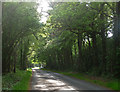 Country road near Duncton