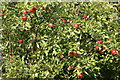 Fresh English apples ripe for the plucking at the roadside