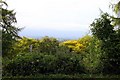 Looking across woodland on Aston Hill