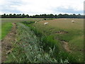 Brenzett Sewer - looking westwards