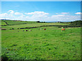 Fields near Craigantlet