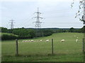 Sheep and Pylons