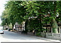 Big trees and small gardens, Constellation Street, Cardiff