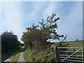 Farm access lane north of Rhoshirwaun Chapel