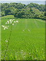 Farmland near Heyshott