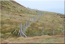 NR8377 : Deer fence by Patrick Mackie