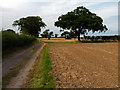 Bridleway looking north towards Foxton