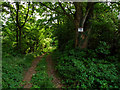 Private road through Rudby Wood