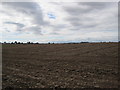 Arable Land near Thorpe Leazes