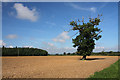 Farmland near Tostock