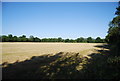 Grassy field by the Downs Link