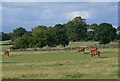 Horses and field west of Trimpley