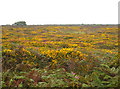 SW4635 : Heathland flora on Carnaquidden Downs by Rod Allday