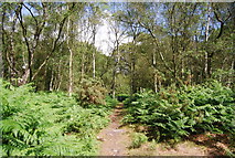 SU8631 : Footpath, Linchmere Common by N Chadwick