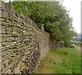 A lone blackberry picker below the wall to Banks Hall