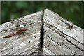 Dragon-Fly in Wick Country Park