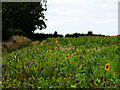 NZ4712 : Sunflowers along a footpath by Graham Scarborough
