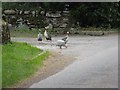 Guinea fowl on guard