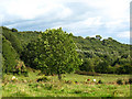 Cows near Washer Lane