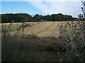 Wheat Fields Near Hazel Street