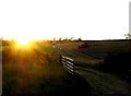 Harvest at sunset