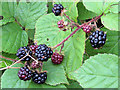 Brambles on Kinnoull Hill