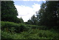 Bracken, Bramshott Common