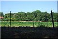 Maize by the Downs Link / Wey South Path