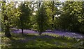 Bluebells in New Spinney