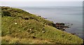 Sheep on the seaward sloping cliffs east of Porth Colmon