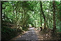 A leafy lane (Kingswood Lane)