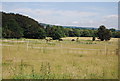 Horses near Leybourne Grange