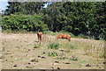 Grazing horses near Leybourne Grange