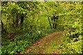 Woodland track near Clamerkin