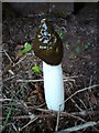 Common Stinkhorn