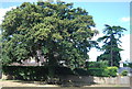 Seating around a fine oak, Bramley