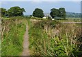 Footpath around Ardmore Point