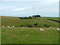 Sheep grazing at Birniehill