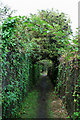 Path with overgrowing brambles and elder