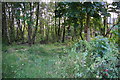 A patch of woodland near the centre of Prestwich