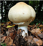 J4682 : Fungus, Crawfordsburn (2010-10) by Albert Bridge