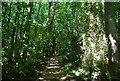 Footpath, Little Ryarsh Wood