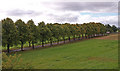 Tree-lined Arkleston Road