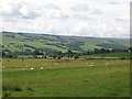 NY7966 : Pastures south of Haresby Road by Mike Quinn