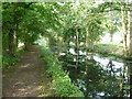 Swans and cygnets sleep on the Montgomery Canal near Pool Quay